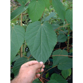 Idesia polycarpa - Igiri Tree