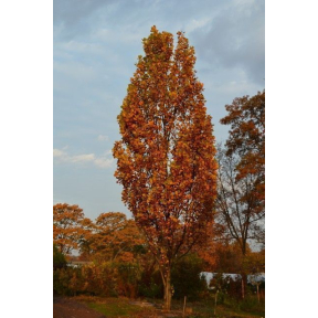 Liriodendron tulipifera 'Fastigiatum' - Arnold Columnar Tulip Tree