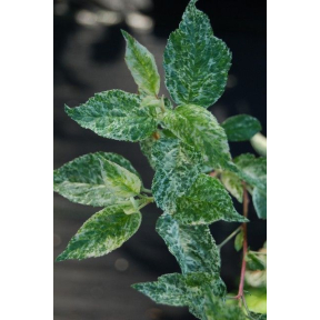 Malus sp. (Yinger Variegated) - Variegated Crabapple