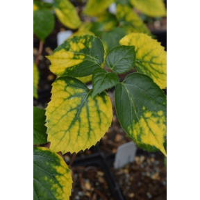 Schizophragma hydrangeoides 'Tora-fu' - Tora-fu Japanese Hydrangea Vine