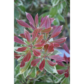 Pieris japonica 'Ralto' PP 19331 - Ralto Japanese Pieris