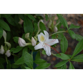 Rhododendron arborescens 'White Lightning' - White Lightning Sweet Azalea