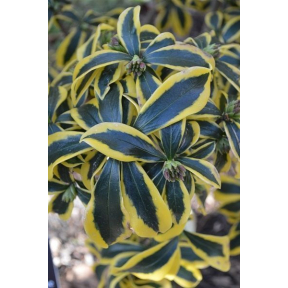 Daphne odora 'Maejima' - Maejima Winter Daphne