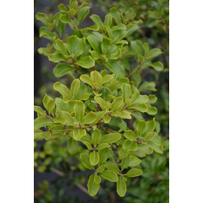 Osmanthus heterophyllus 'Grace Seabrook' - Grace Seabrook Holly Osmanthus