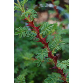 Rosa sericea ssp. omeiensis f. pteracantha - Winged Thorn Rose