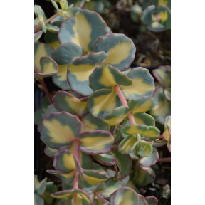 Sedum sieboldii 'Mediovariegatum' - Variegated Siebold Stonecrop