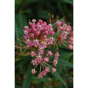 Asclepias incarnata - Swamp Milkweed
