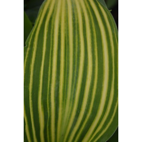 Convallaria majalis 'Striata'  - Variegated Lily-of-the-Valley