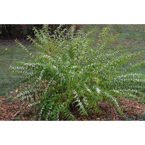 Callicarpa japonica 'Leucocarpa' - White Fruited Japanese Beautyberry