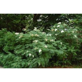 Sorbaria sorbifolia - Ural False Spirea