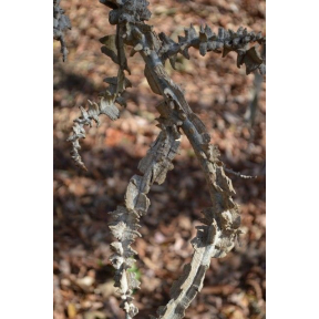 Liquidambar styraciflua 'Corky' - Corky Sweetgum