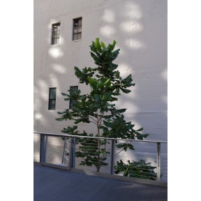 Magnolia macrophylla - Bigleaf Magnolia