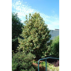 Tilia henryana  - Henry's Lime