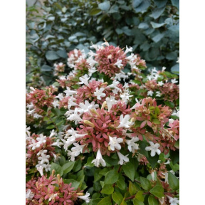 Abelia x grandiflora 'Rose Creek' - Rose Creek Glossy Abelia