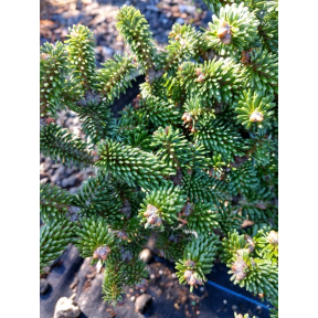 Abies alba 'Schwarzwald' - Schwarzwald European Silver Fir