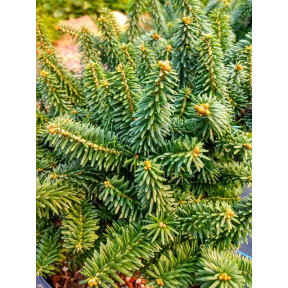 Abies balsamea 'Piccolo' - Piccolo Balsam Fir