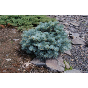 Abies concolor 'King's Gap' - King's Gap White Fir