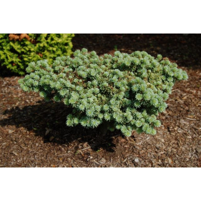 Abies koreana 'Blauer Eskimo' - Blauer Eskimo Korean Fir