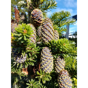 Abies koreana 'Gait' - Gait Korean Fir 