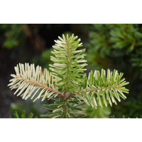 Abies koreana 'Gelbbunt' - Gelbbunt Variegated Korean Fir