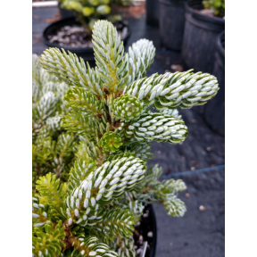 Abies koreana 'Icebreaker' - Icebreaker Korean Fir
