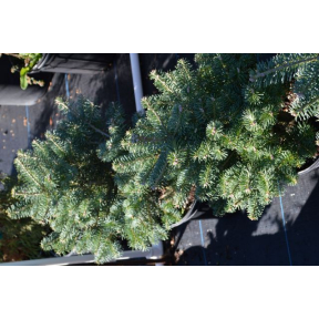 Abies koreana 'Inga'- Inga Korean Fir 