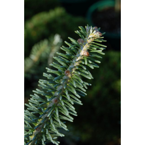 Abies koreana 'True Blue' - True Blue Korean Fir