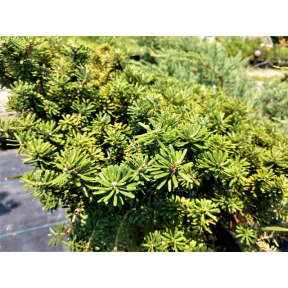 Abies koreana ‘Tundra’ - Tundra Korean Fir 