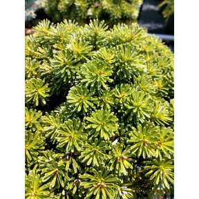 Abies koreana 'Wellenseind' - Wellenseind Korean Fir