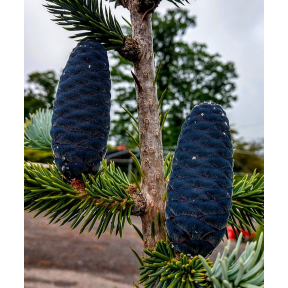 Abies lasiocarpa - Sub-alpine Fir