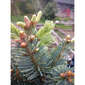 Abies lasiocarpa 'Glauca Compacta’ - Compact Sub-alpine Fir