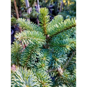 Abies lasiocarpa 'Hurricane Blue' - Hurricane Blue Sub-alpine Fir