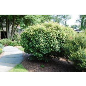 Acer campestre 'Nanum' - Dwarf Hedge Maple