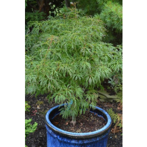 Acer japonicum 'Gossamer'  - Gossamer Japanese Maple