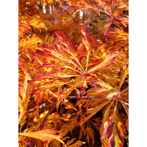 Acer japonicum 'Green Cascades' - Green Cascades Japanese Maple
