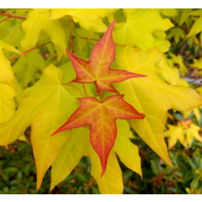 Acer longipes ssp. amplum 'Gold Coin' - Gold Coin Chinese Maple