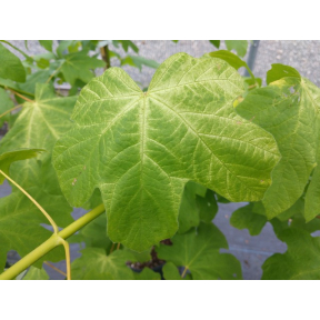 Acer macrophyllum 'Golden Riddle' - Golden Riddle Bigleaf Maple