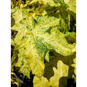 Acer macrophyllum 'Santiam Snows' - Santiam Snow Bigleaf Maple