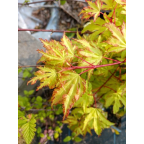 Acer palmatum 'Anne Irene' - Anne Irene Japanese Maple