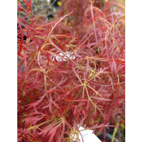 Acer palmatum 'Baby Lace' - Baby Lace Japanese Maple