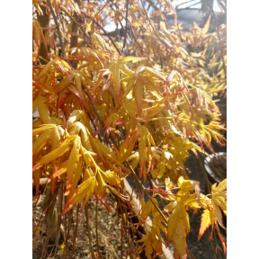 Acer palmatum 'Golden Falls' - Golden Falls Japanese Maple