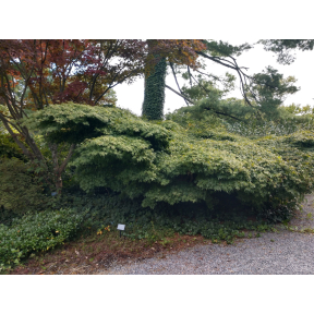 Acer palmatum 'Kiyohime' - Kiyohime Japanese Maple