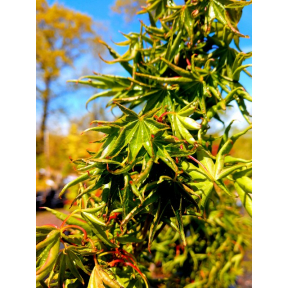 Acer palmatum 'Kurui Jishi' - Kurui Jishi Japanese Maple