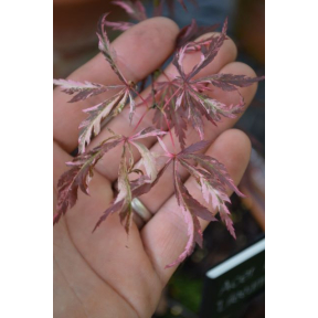 Acer palmatum 'Lileeanne's Jewel' - Lileeanne's Jewel Japanese Maple