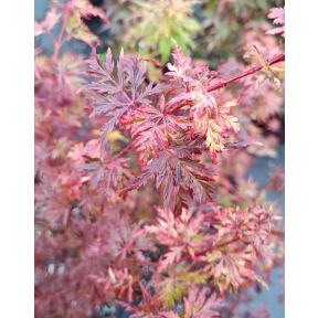 Acer palmatum 'Seiryu' - Seiryu Japanese Maple