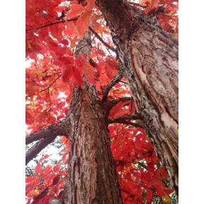 Acer triflorum  - Three Flower Maple 