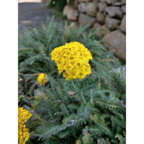 Achillea millefolium 'ACBZ0002' - Little Moonshine Yarrow