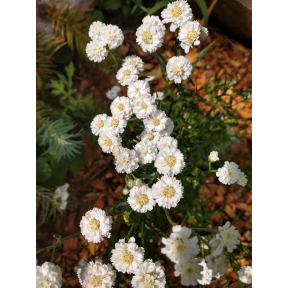 Achillea ptarmica 'Peter Cottontail' PP 31756 - Peter Cottontail Yarrow