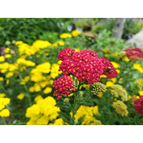 Achillea millefolium 'Strawberry Seduction' - Strawberry Seduction Yarrow