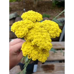Achillea x 'Moonshine' - Moonshine Yarrow